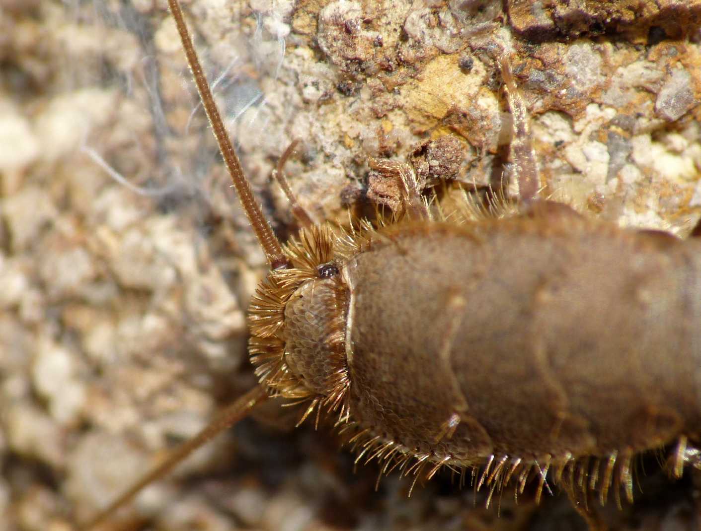 Ctenolepisma?